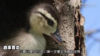 鸭王电影在线观看,在线观看，笑中带泪的喜剧盛宴