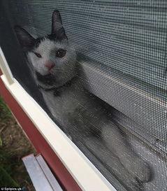 好奇害死猫在线观看,揭秘网络直播背后的惊悚真相