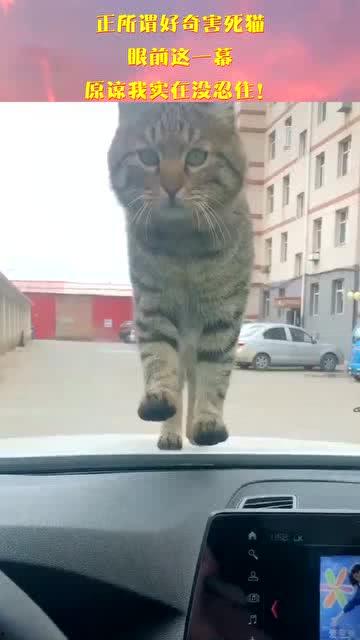 好奇害死猫在线观看,揭秘网络直播背后的惊悚真相